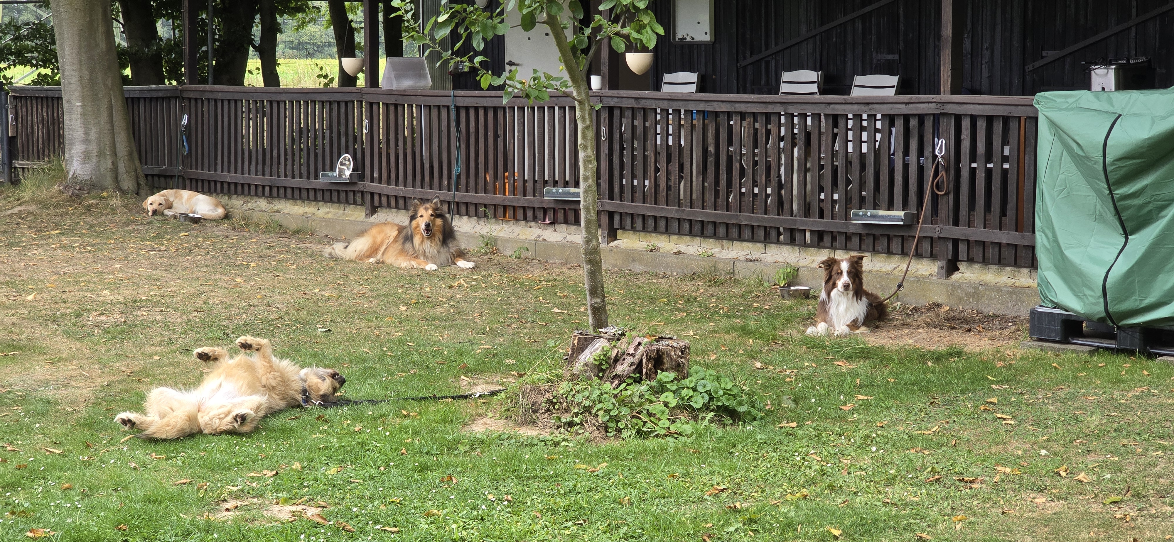 Hundefreizeit